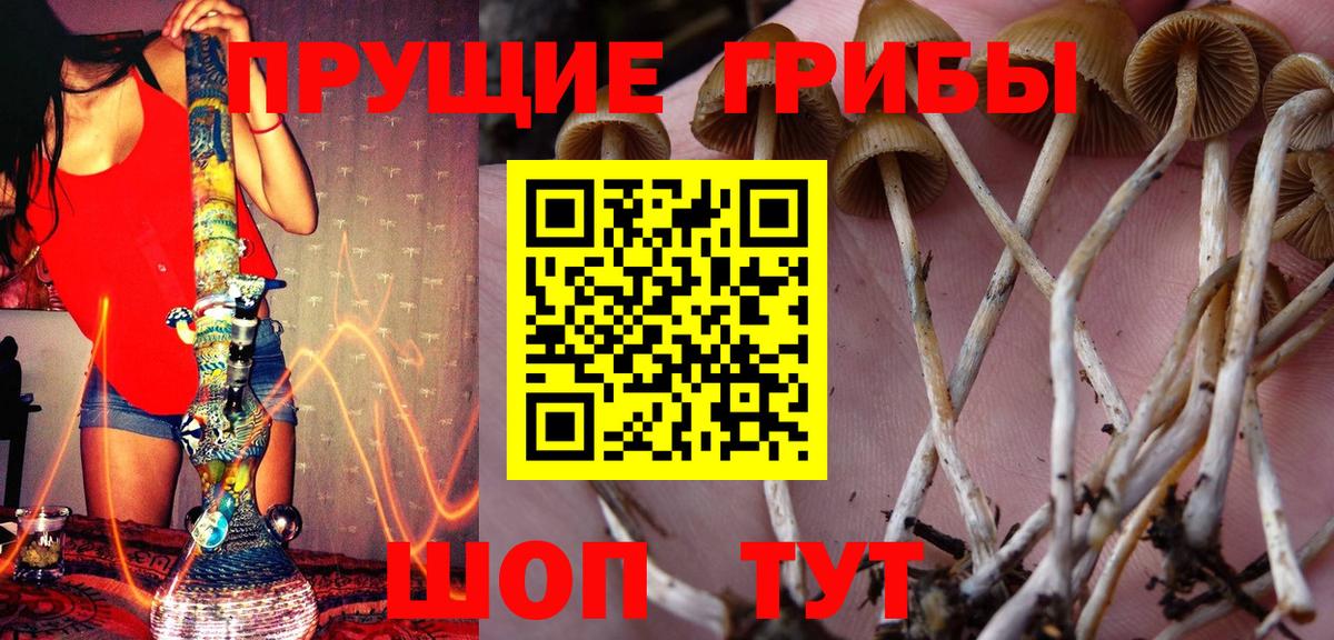 Галлюциногенные грибы Psilocybine cubensis  Псилоцибиновые грибы мухоморы  Горно-Алтайск 